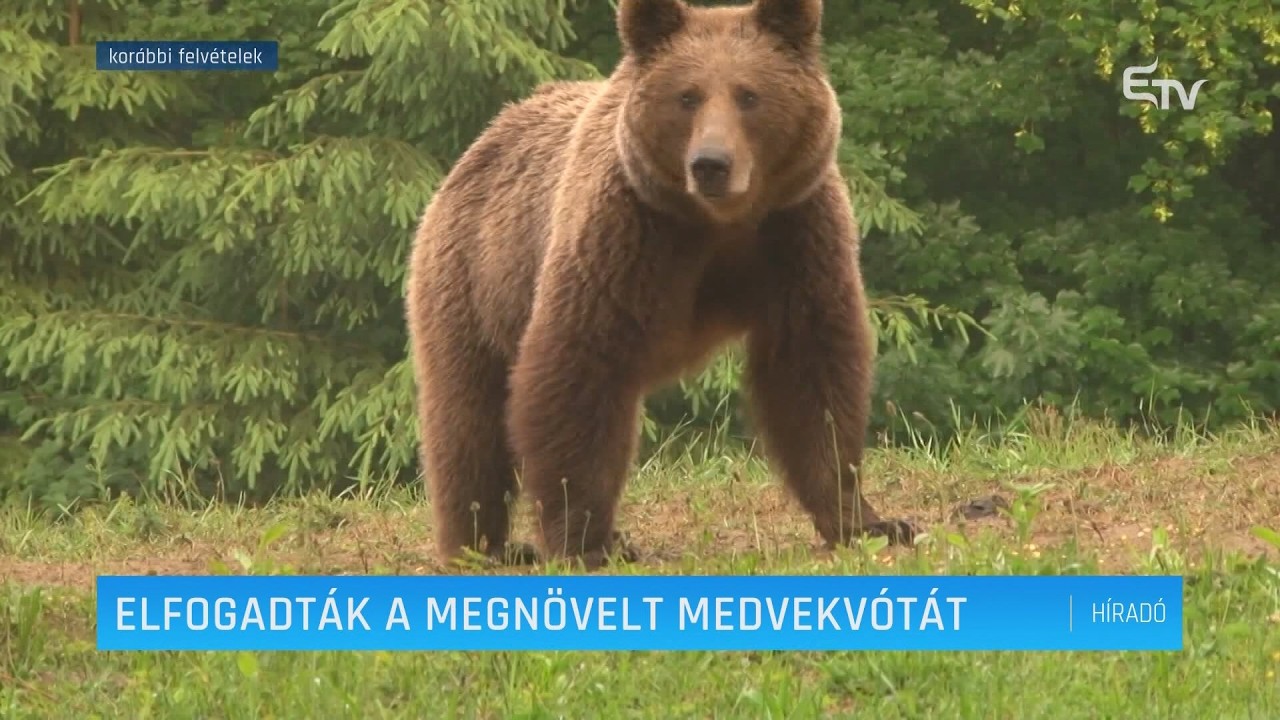 Elfogadták a megnövelt medvekvótát – Erdély TV
