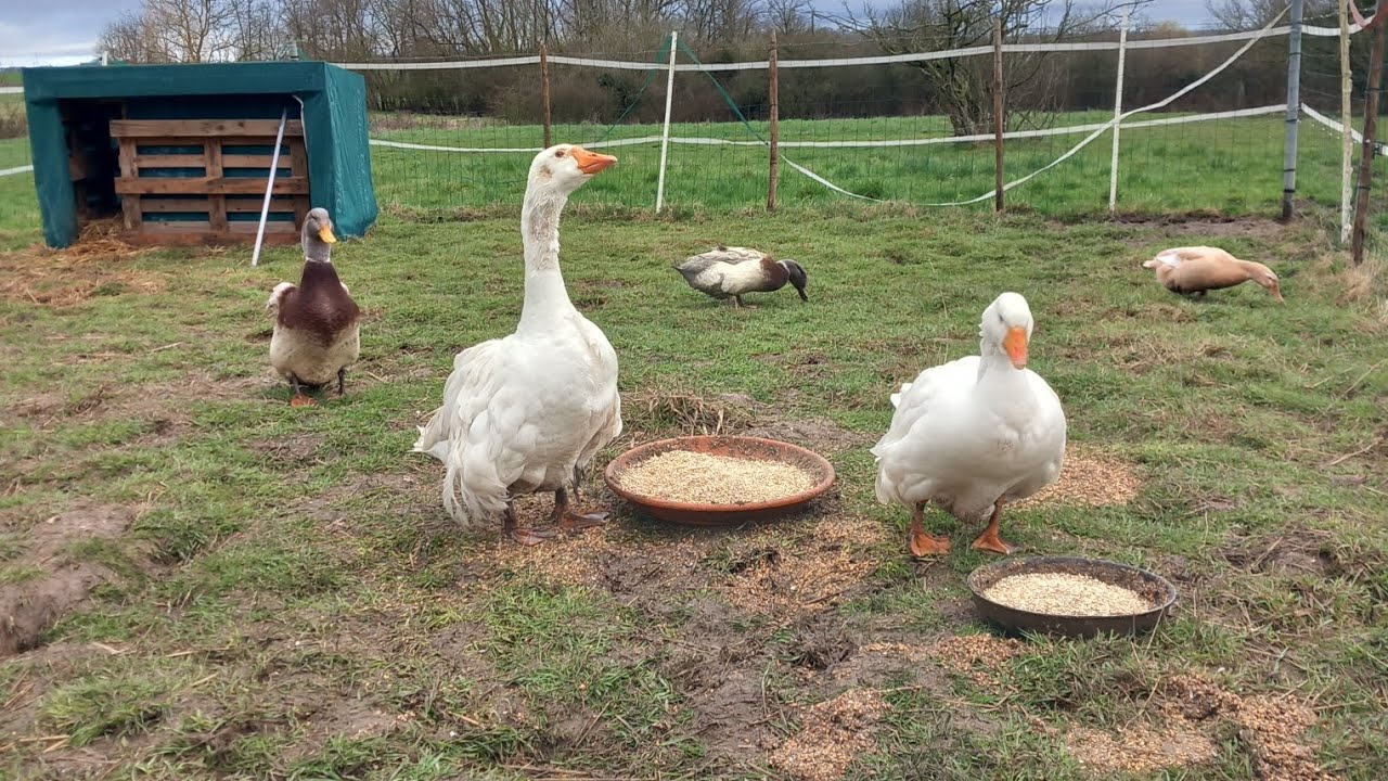 Reproduction #1 avec tour de l'élevage. 🥚🦆 