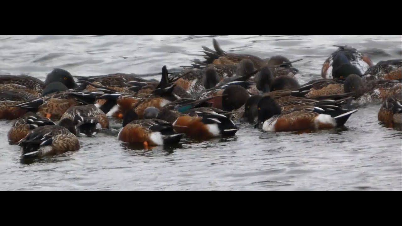 勅使池の冬の風物詩:ハシビロガモの渦巻採食 / Shoveler spin-feeding @Chokushi Pond