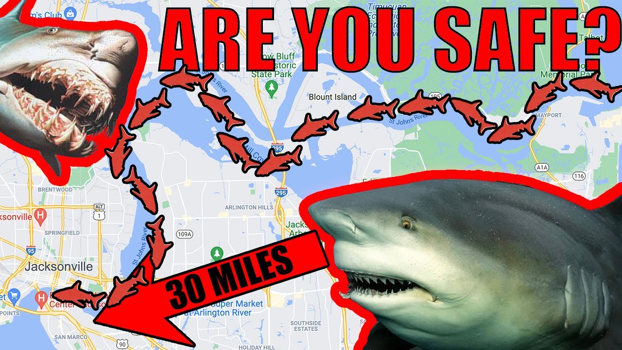 Dangerous River Sharks Now Infesting FL ~ Catching River Monsters Where They Shouldn't Be