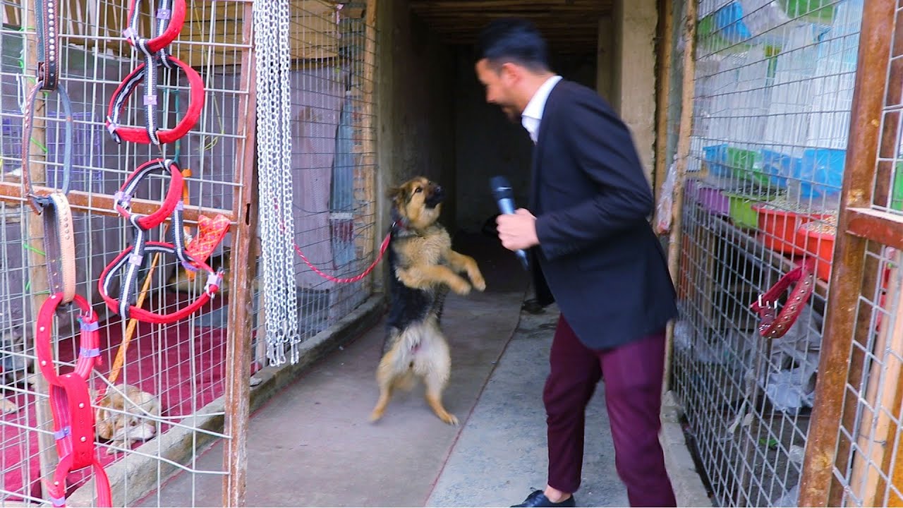 ضیا، سگ فروشی، بلبل ایرانی و تاجیکی، مرغ ایتالیایی، ته مسکن کابل، بازار پرنده