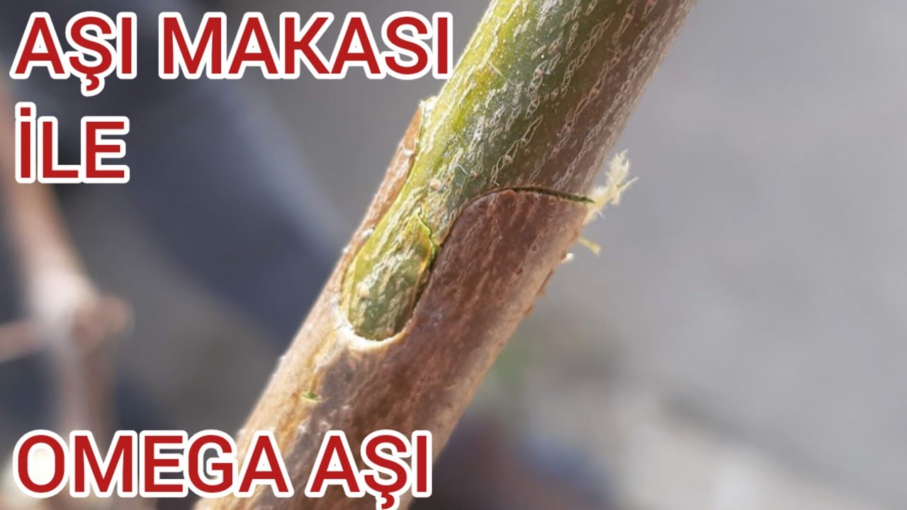 AŞI MAKASI İLE OMEGA AŞI