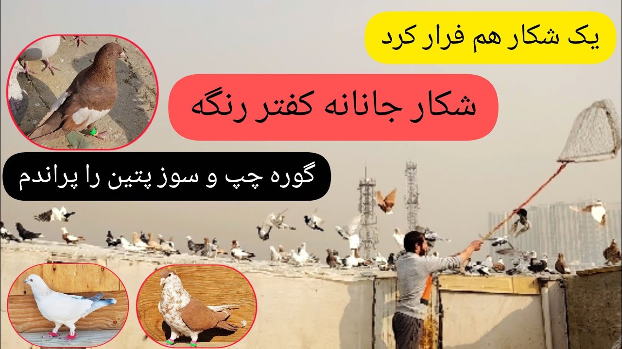 شکار حریف نامعلوم جنگی کفتر  ، یک شکار هم فرار کرد  ،  سوز پتین سر کشی کرد ❤ شوق شاهی ❤