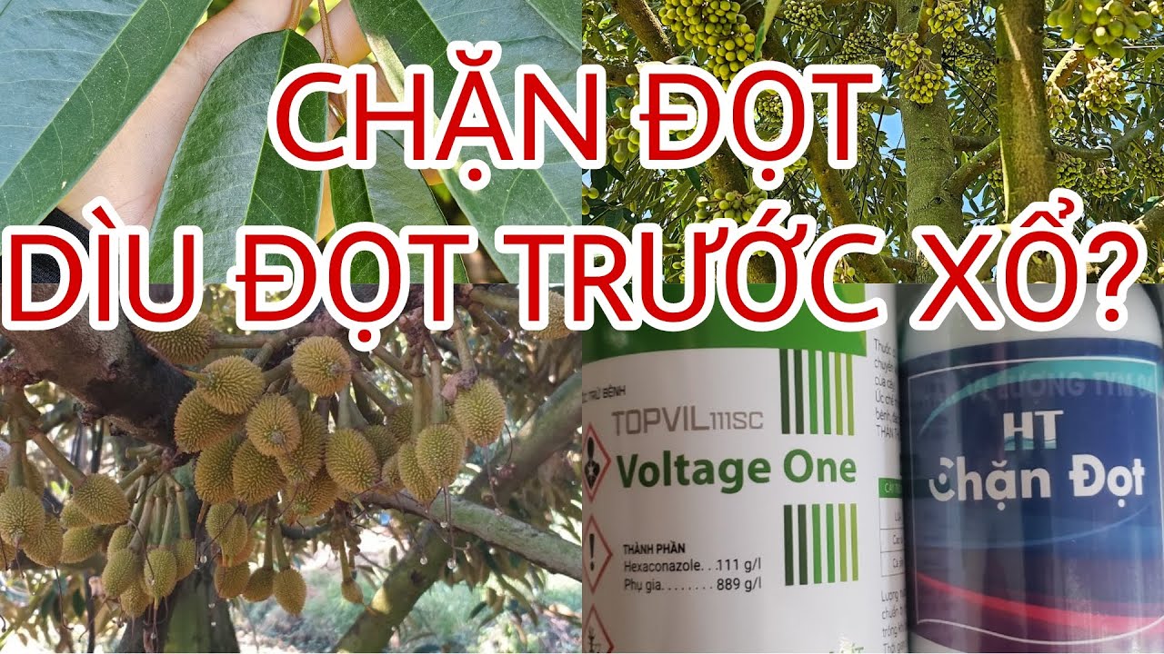 CHẶN ĐỌT hay DÌU ĐỌT trước xổ nhụy? Chặn bằng thuốc gì?