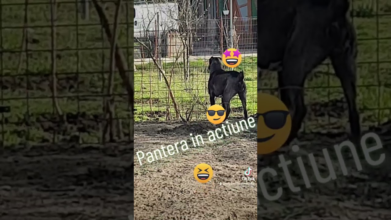 Pantera #foryou #youtubeshorts #dog #tiktok #shorts #funny #viral #video #fight #animals #kangal