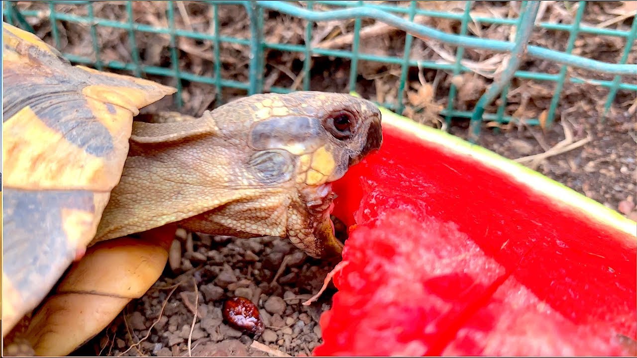 Tartaruga Macinatrice