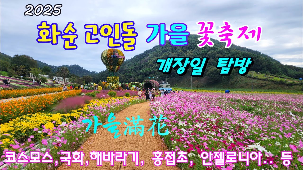 2025 화순 고인돌 가을꽃 축제 / 개장일 탐방 / 가을만화 / 코스모스, 해바라기, 국화, 홍접초, 안젤로니아 등