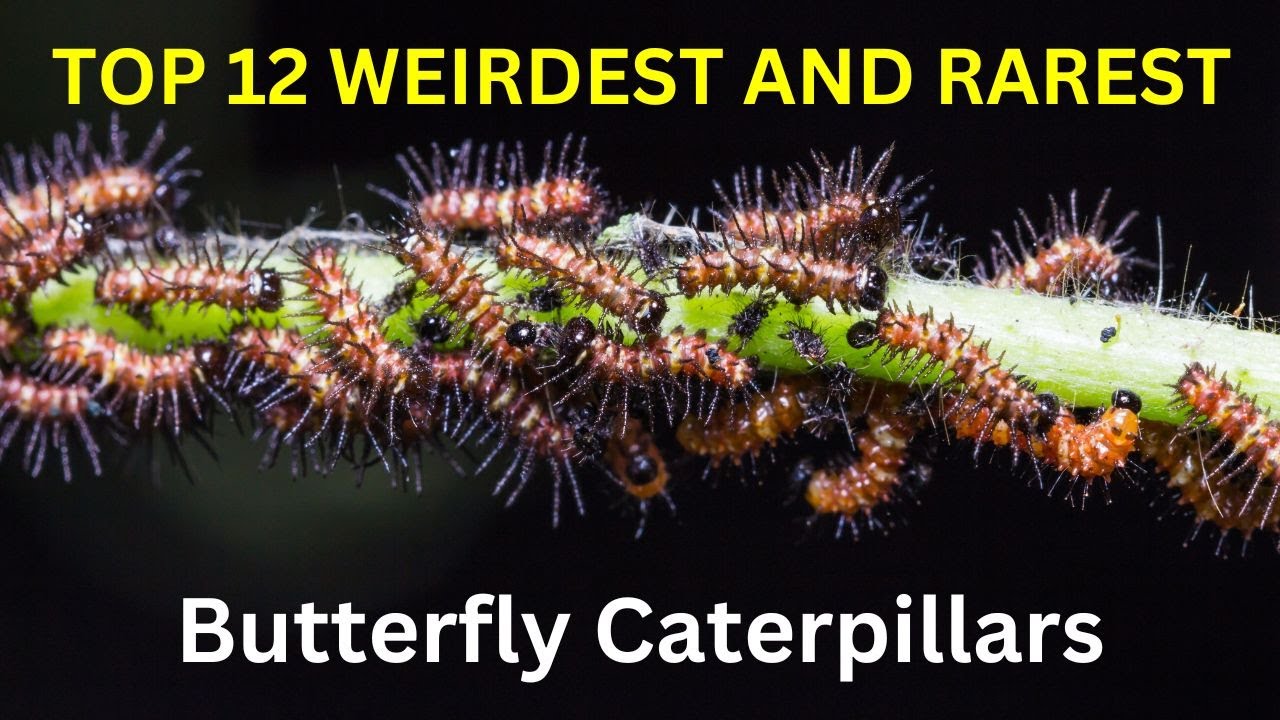TOP 12 WEIRDEST AND RAREST BUTTERFLY CATERPILLARS IN THE WORLD