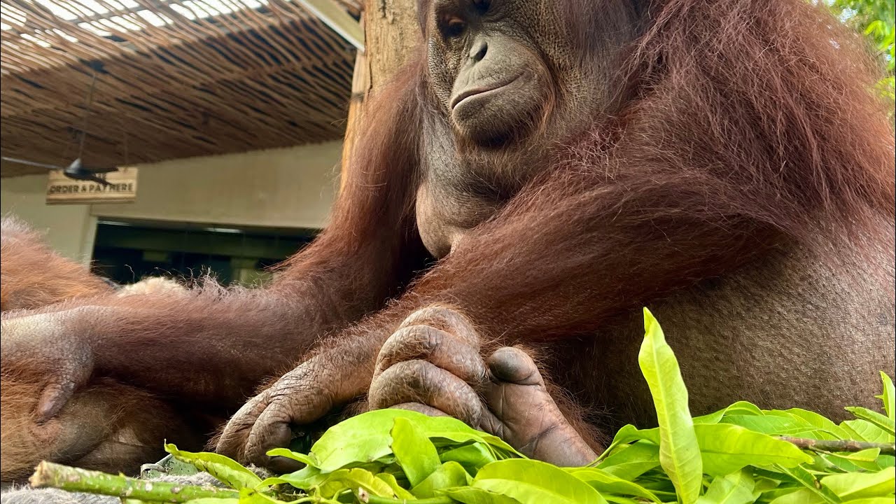 BALI ZOO - Breakfast  with Orangutans and Elephant mud fun