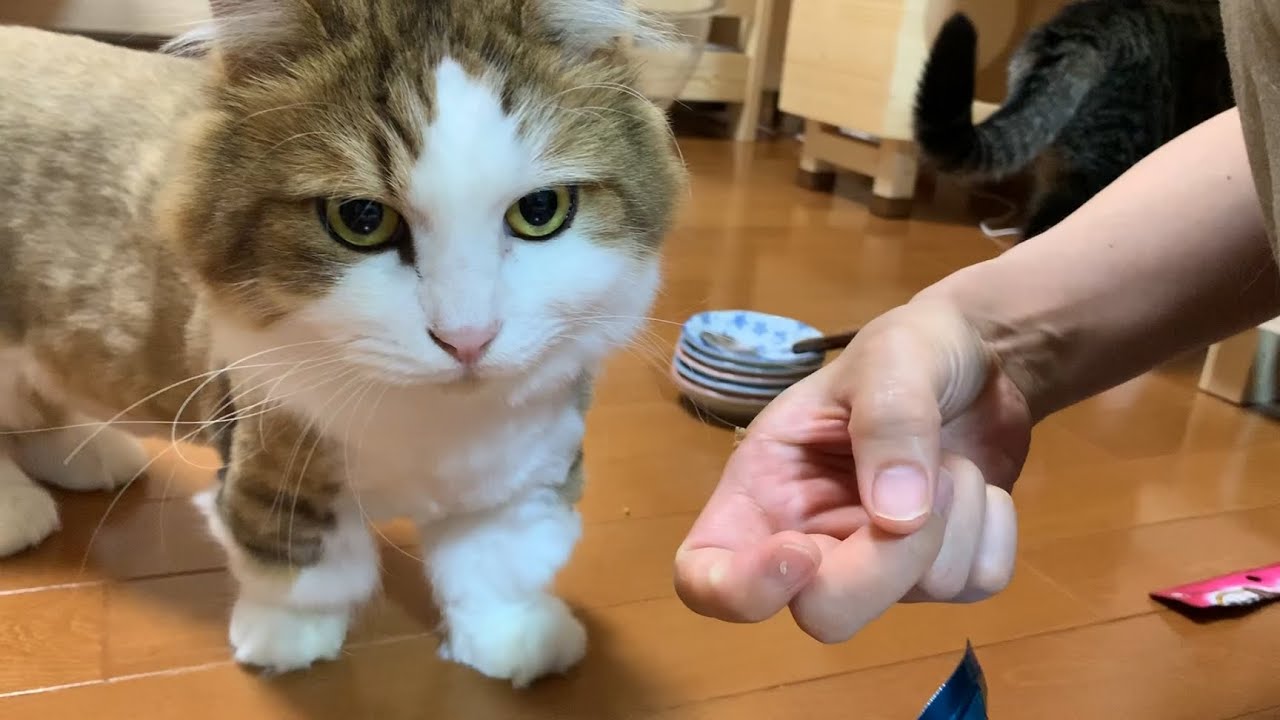 言葉が通じた気にさせてくれる猫