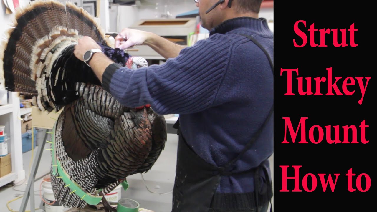 Strut Turkey Taxidermy. How to carve and mount ... Art of Taxidermy.