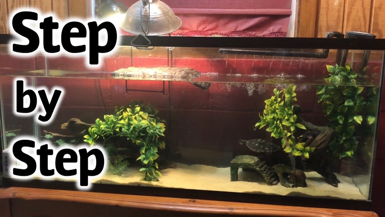 How to Setup a Turtle Tank