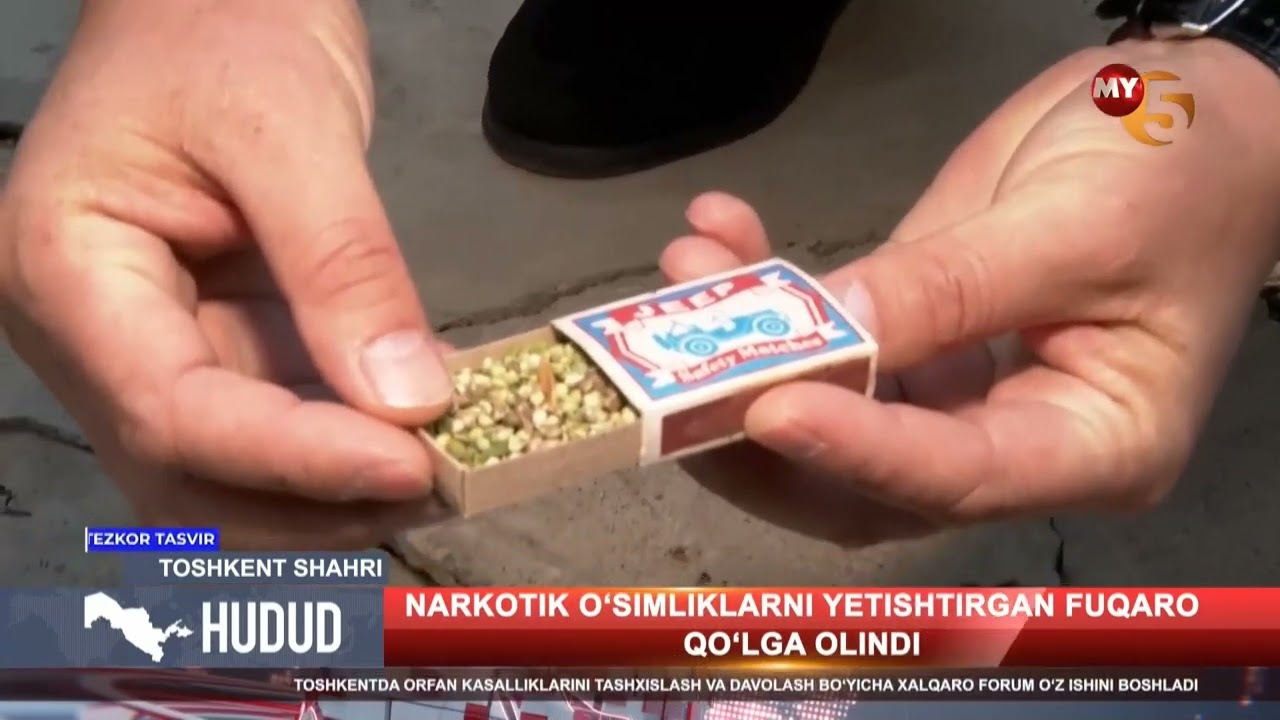 Narkotik oʻsimliklarni yetishtirgan fuqaro qoʻlga olindi