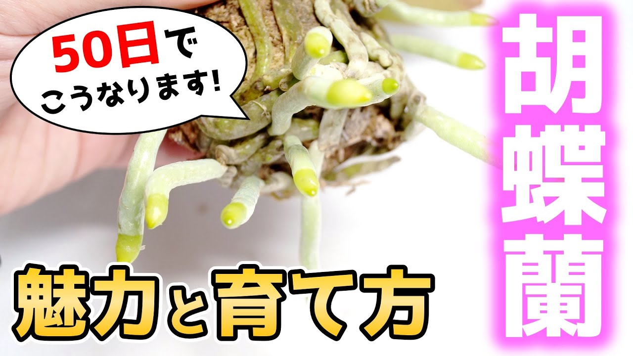 【最強の裏技教えます】胡蝶蘭を始めたい方必見！今すぐ育てたくなる情報がこちらです♪【観葉植物レスキュー】【洋蘭の育て方】