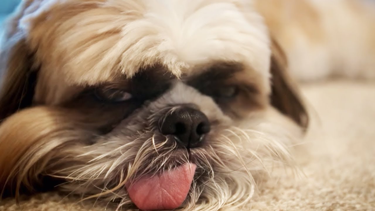 Le shih tzu est moins débile qu'il en a l'air - ZAPPING SAUVAGE
