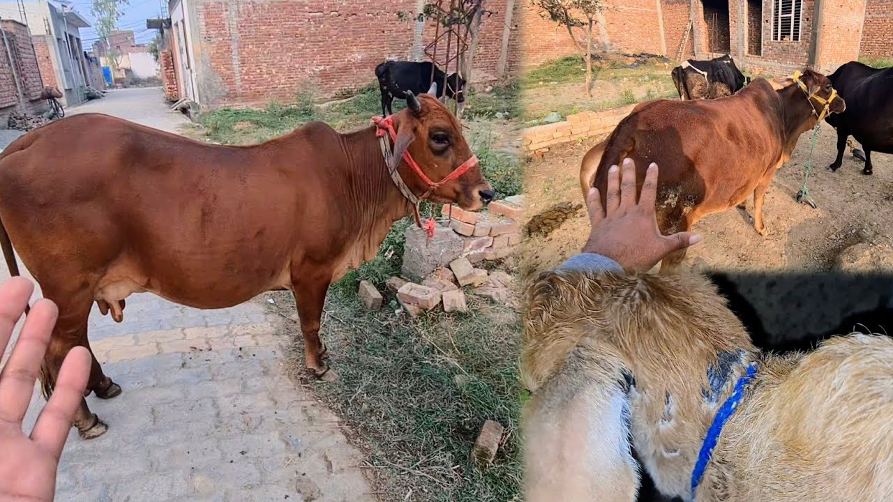 Ek Red Cow Or Aagyi 😍 Kitni Piari Hai 😍 Cow Baby Ko Zakham Hogya 😢
