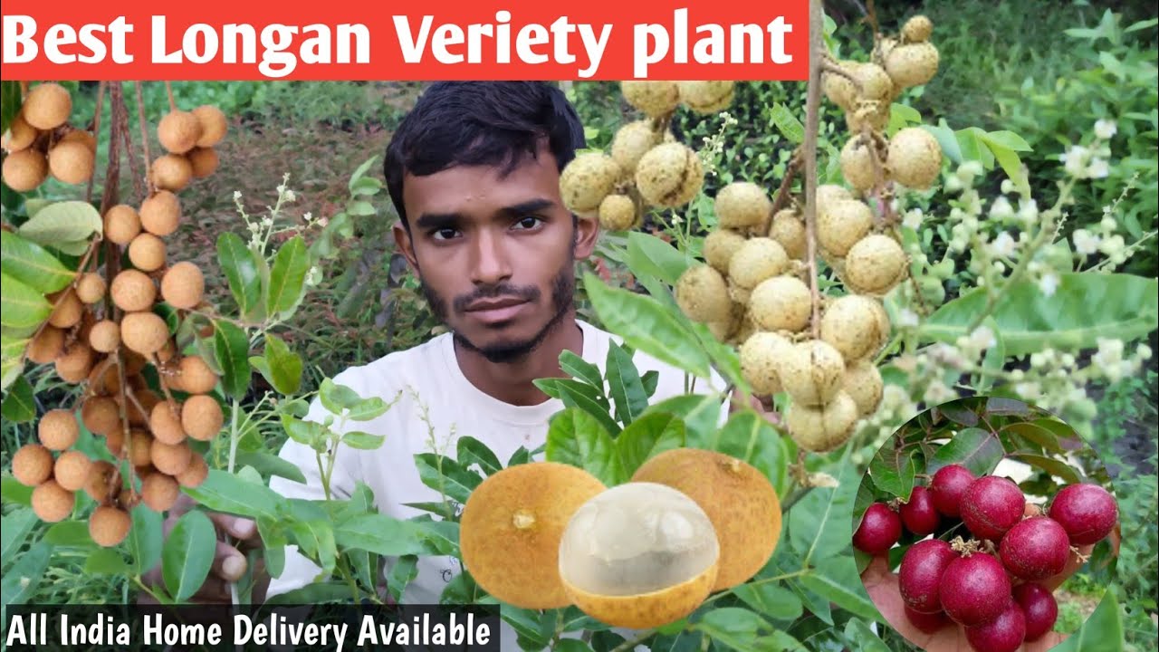 सबसे अच्छा Longan Veriety plant/All veriety Longan plant available/9062349546