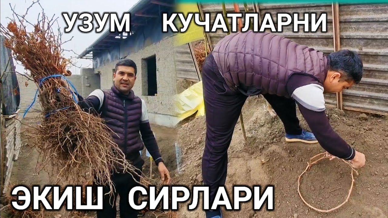 УЗУМ  КУЧАТЛАРНИ  ЭКИШ  СИРЛАРИ.. 100%