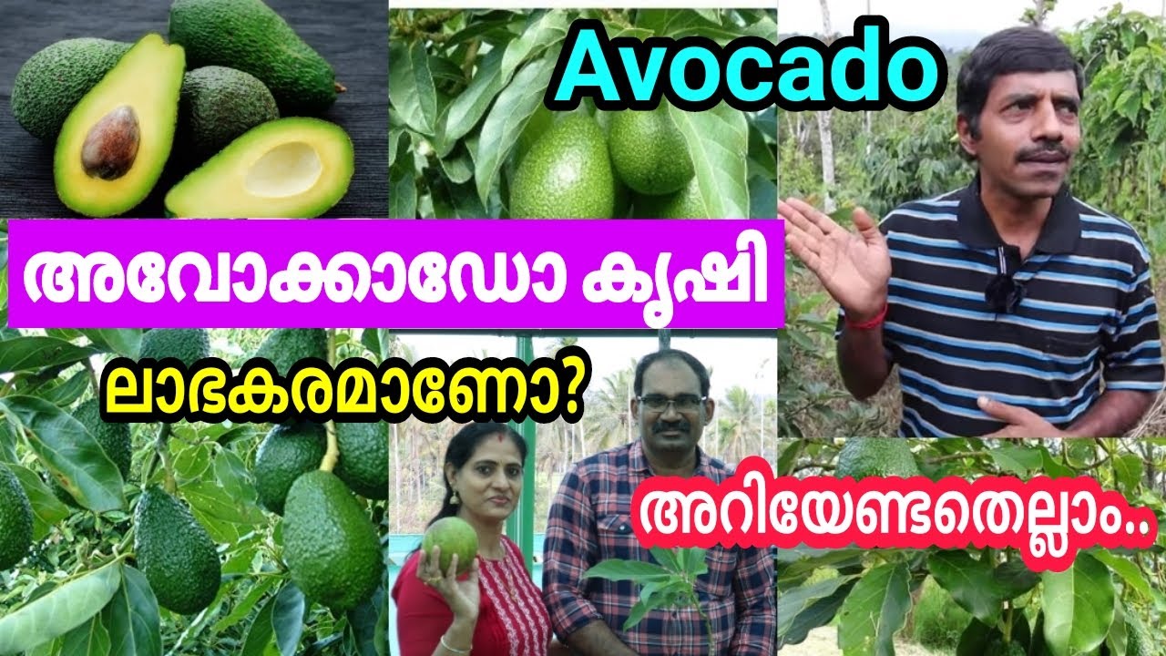 എല്ലാ സ്ഥലങ്ങളിലും കായ്ക്കുന്ന അവോക്കാഡോ / അവോക്കാഡോ കൃഷി അറിയേണ്ടതെല്ലാം.. #അവോക്കാഡോ #avocado