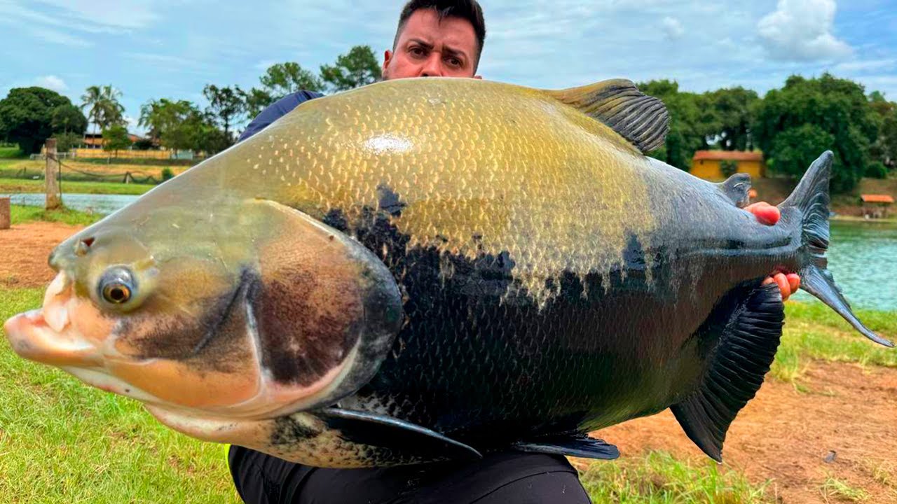 A MELHOR MÉDIA DE PEIXES DO INTERIOR DE SÃO PAULO? PESCARIA INSANA NO PESQUEIRO DO MARCO!