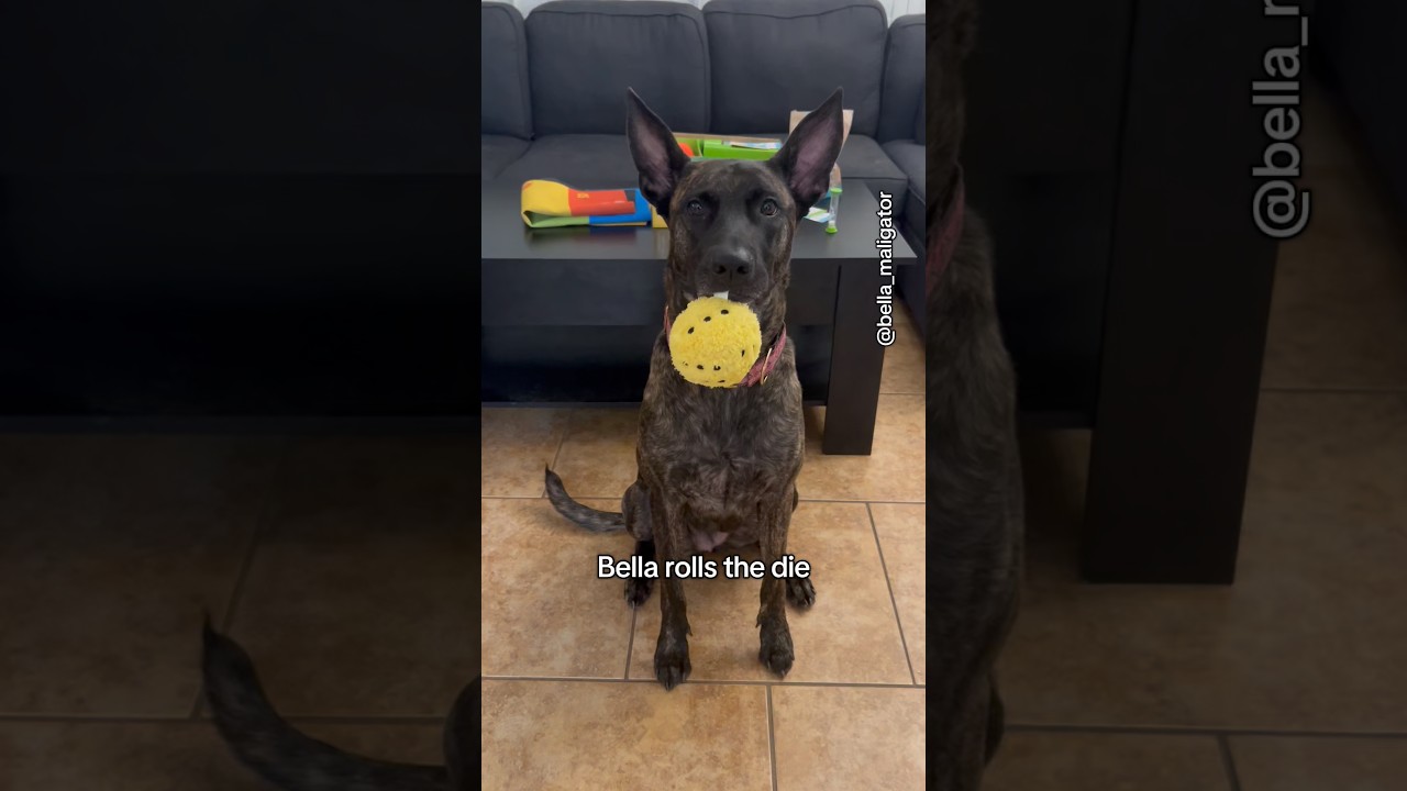 Белла бросает игральную кость, чтобы определить следующий ход.