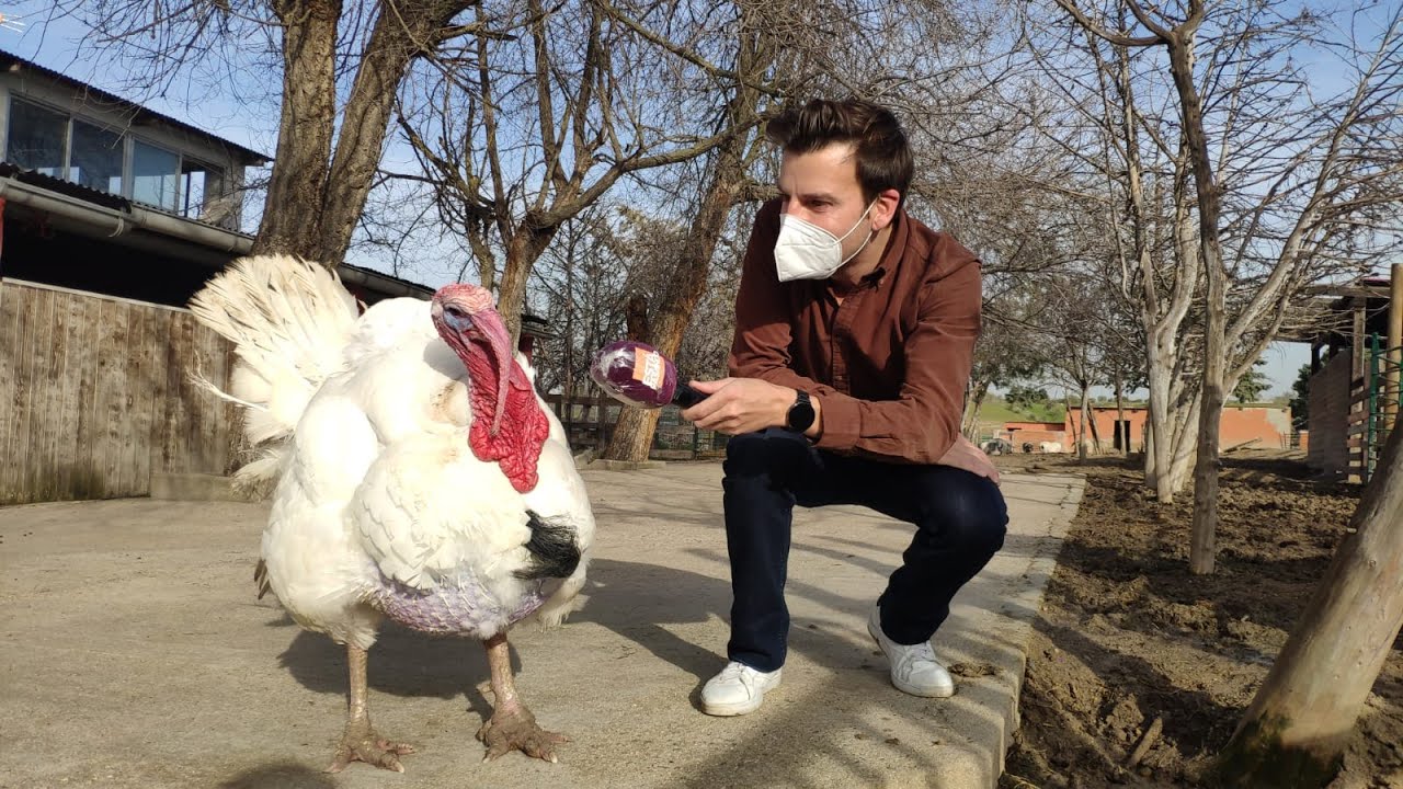 Santuario Vegan: un refugio que da una segunda oportunidad a los animales de granja maltratados