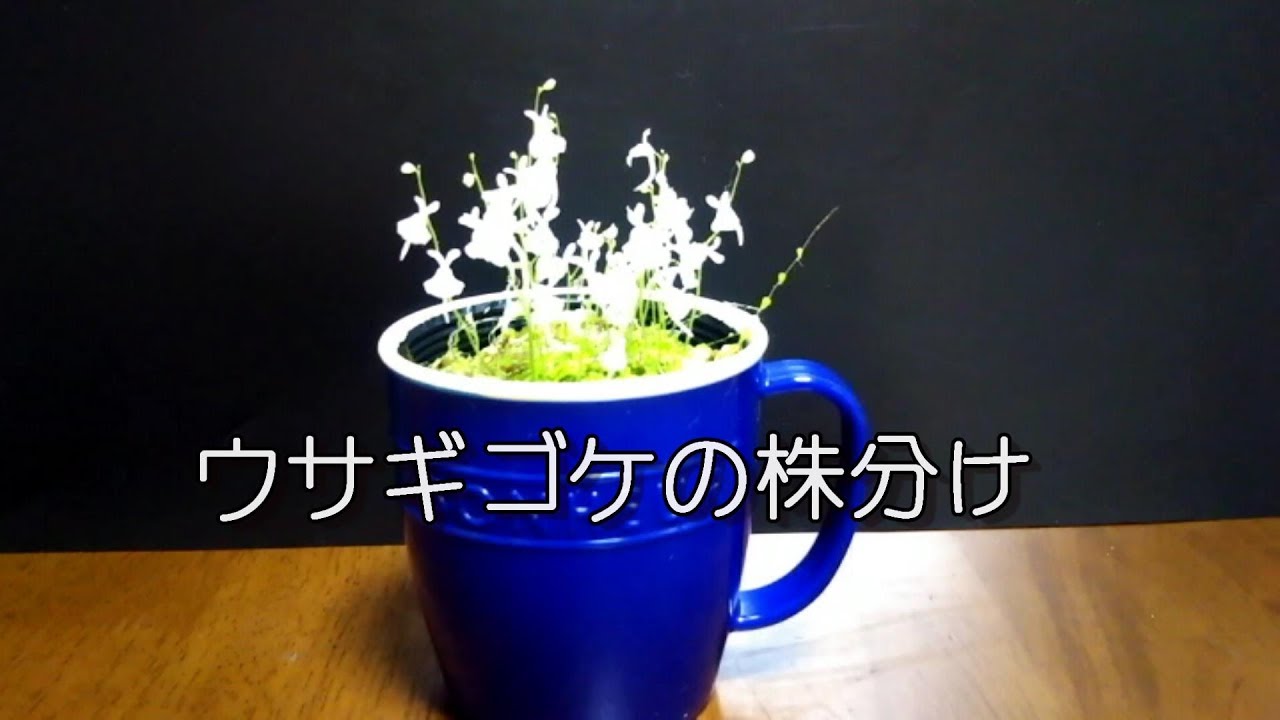 【 食虫植物 】2019年2月【 ウサギゴケの株分け 】