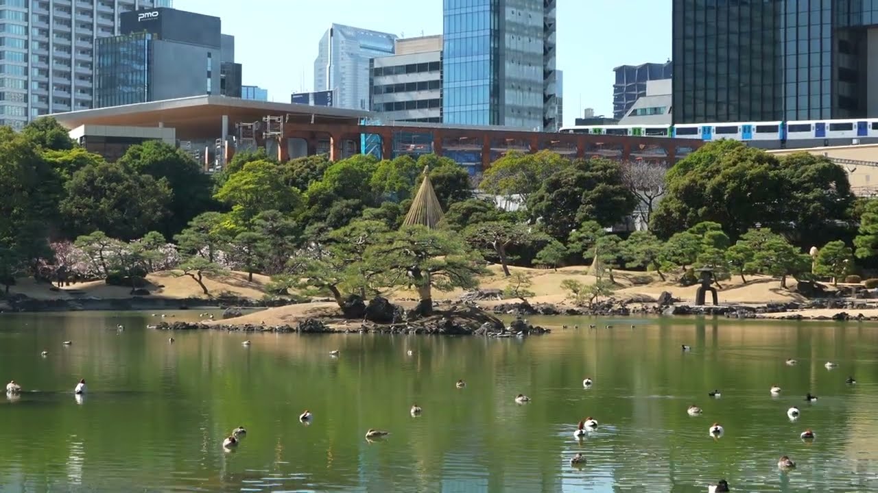 2026年2月中旬、旧芝離宮恩賜庭園のカモときどきカメ