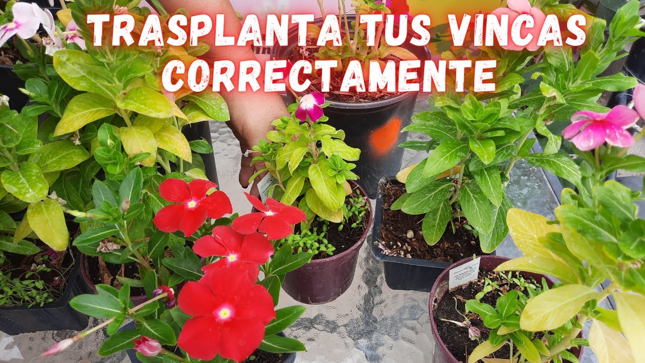 Como TRASPLANTAR  VINCAS Correctamente para TENERLAS HERMOSAS | | Vincas plant care | Teresitas
