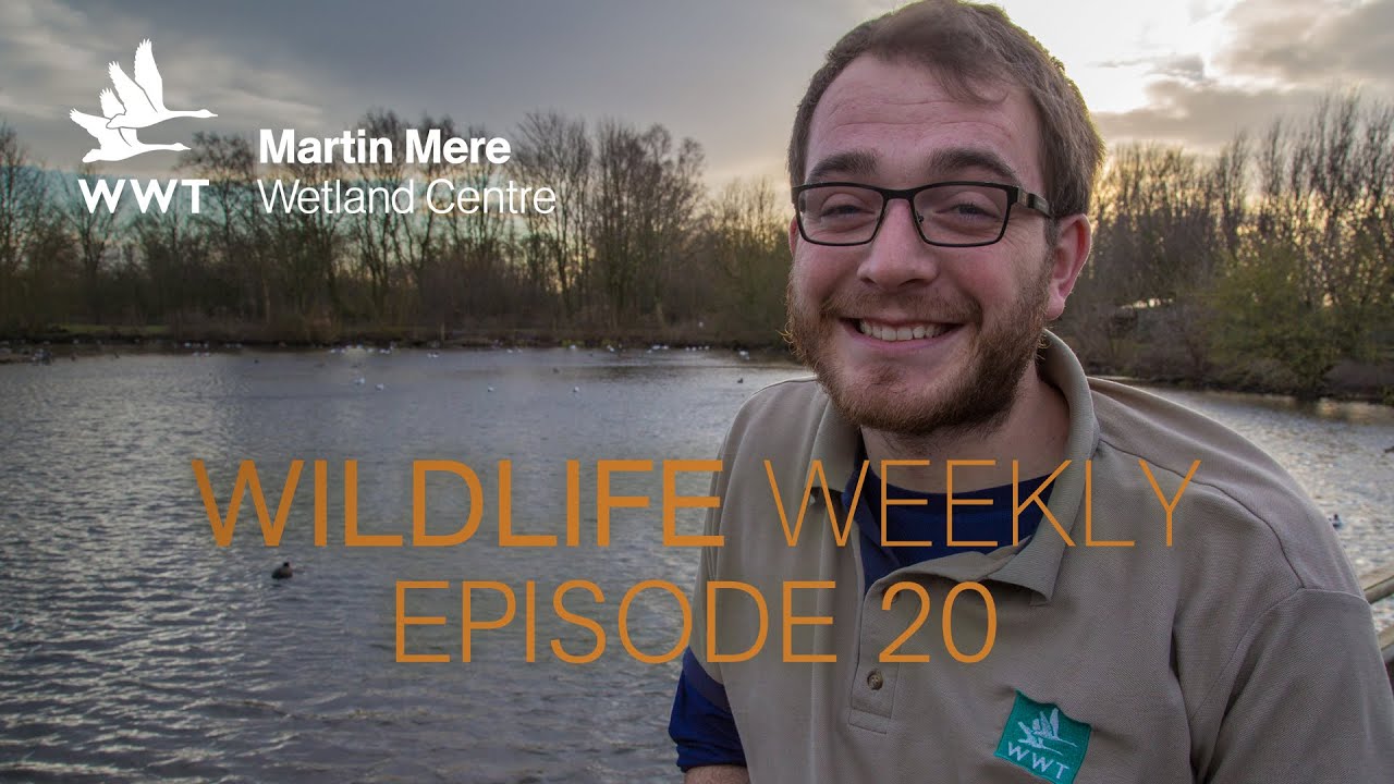 Wildlife Weekly Martin Mere - Episode 20