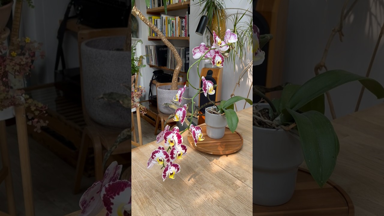 How to grow amazing Orchids at home! #orchid #houseplants #indoorplants #plants