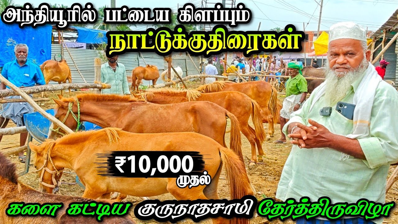 அந்தியூரில் நாட்டுக்குதிரை விற்பனை | ₹10,000 குட்டிகள் விற்பனை | ரேக்ளா வண்டியில் கலக்கும் குதிரைகள்