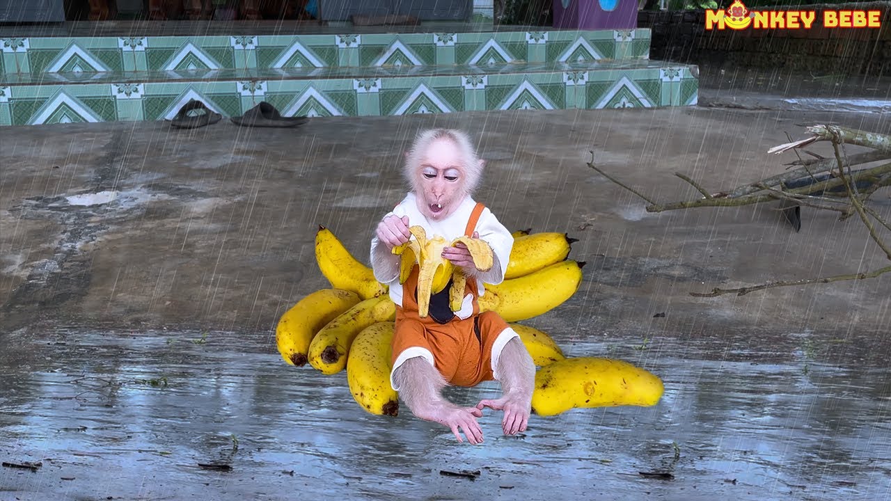 Super cute. BeBe has a strange hobby when it rains