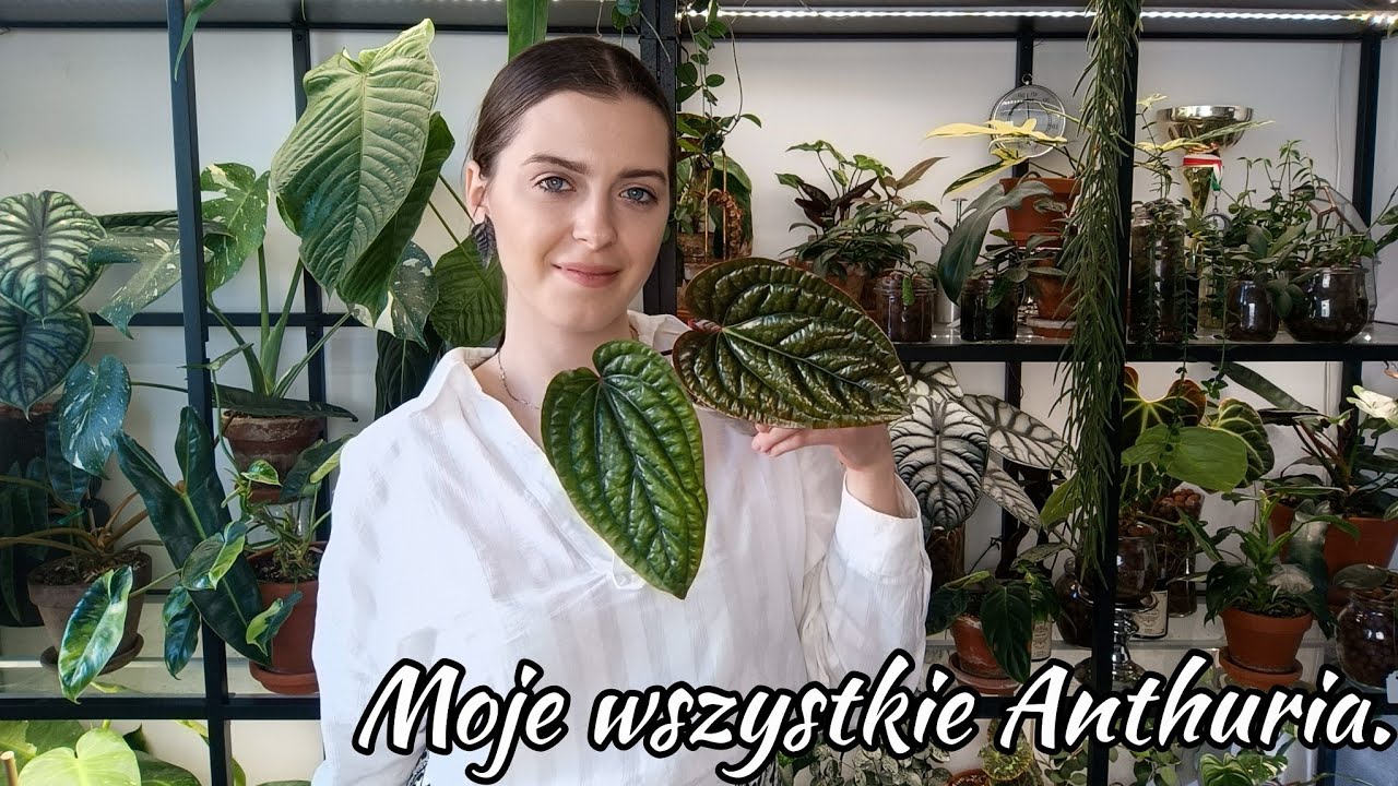 Czyżbym rozgryzła anturia? 🌱 Jak dbać o anthuria - moja kolekcja anturium.