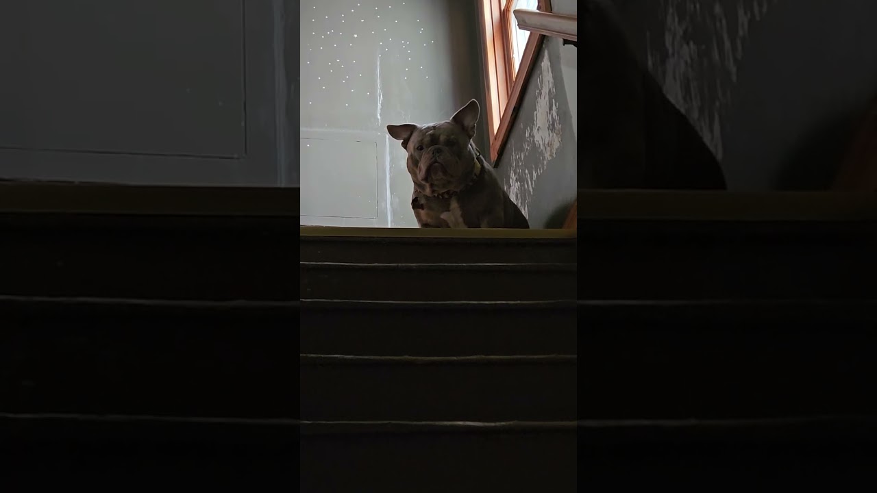 Всем привет!! #martianpuppy #shortvideos #viral #pets #dogs #viralvideo