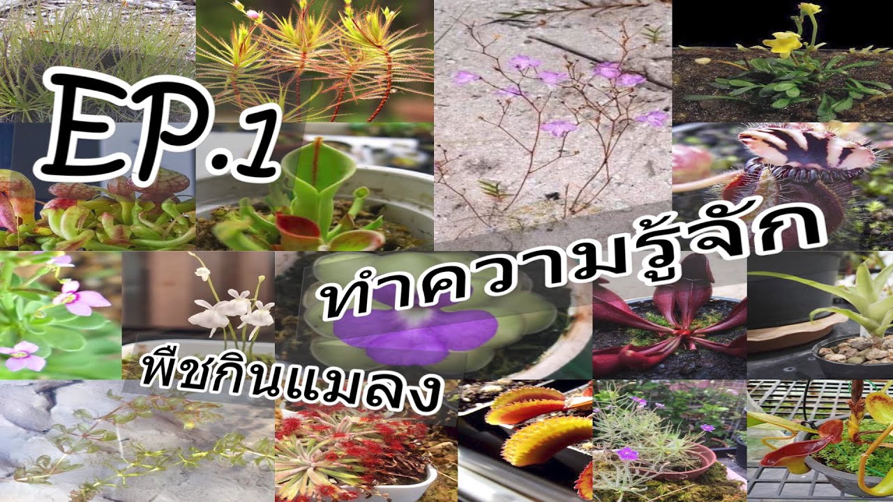 EP1 ทำความรู้จักพืชกินแมลง