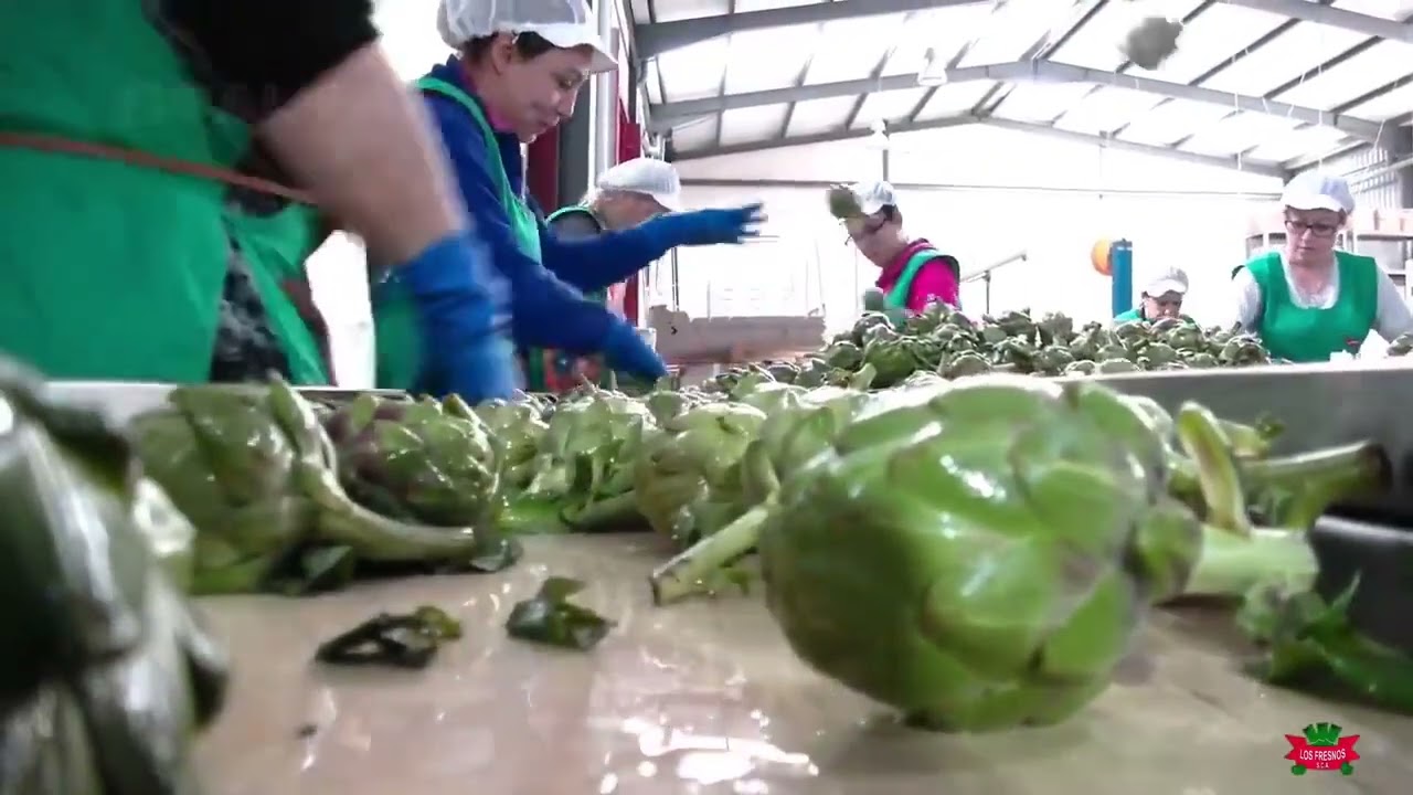 Amazing Agriculture Technology: Artichoke Cultivation - Artichokes Harvest & Processing in Factory