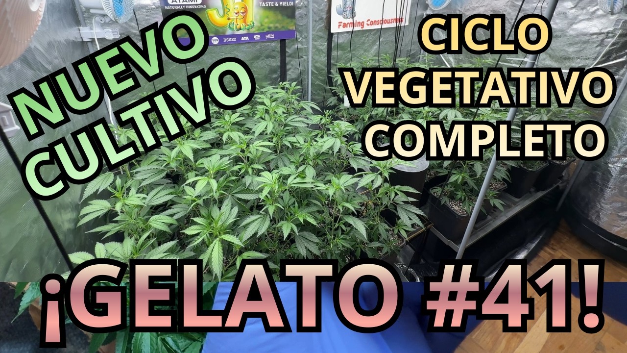 CULTIVO INDOOR DE GELATO 41 - CICLO VEGETATIVO COMPLETO
