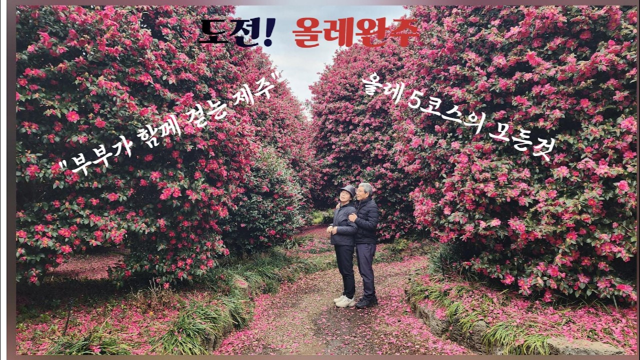 부부의 올레 5코스와 동백꽃