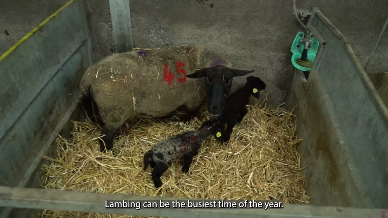 Managing Farm Safety and Health Video Series - Sheep Safety