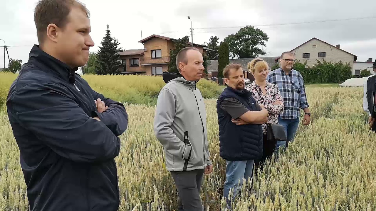 Pożyteczne mikroorganizmy w uprawach rzepaku, zbóż i buraka cukrowego