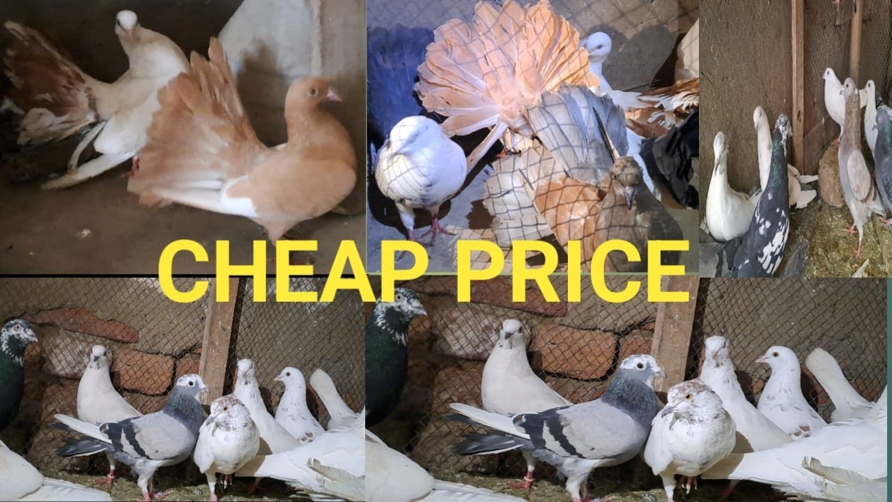 pigeon for sale near me
