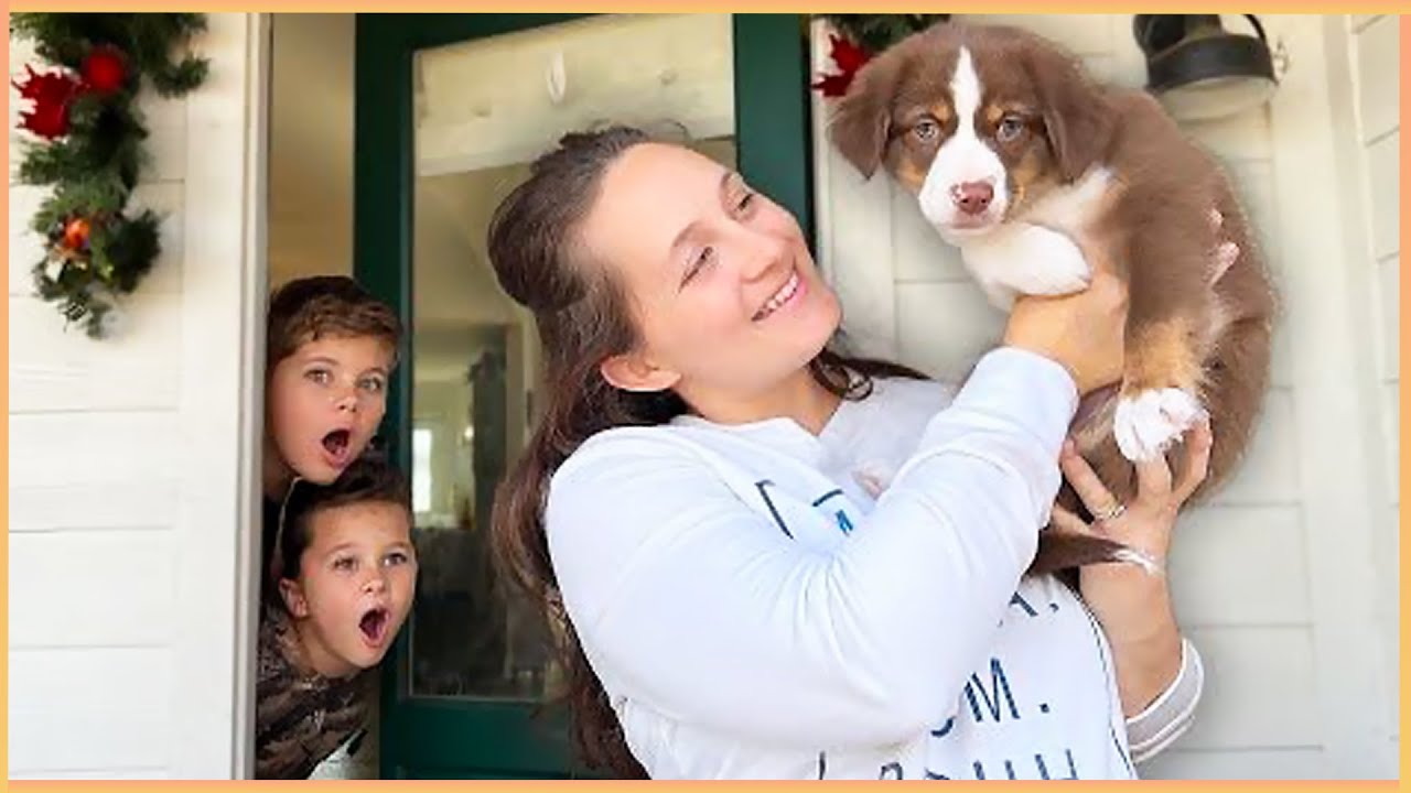 New Puppy Surprise Compilation 2025 | Wholesome Surprise Moments