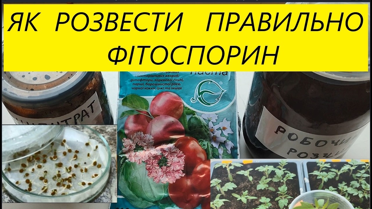 ФІТОСПОРИН  ЯК  РОЗВЕСТИ  ПРАВИЛЬНО