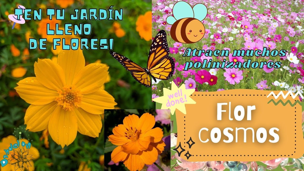 TEN MUCHAS #FLORES EN EL JARDÍN🌸FLOR COSMOS🏵️| Dandelion