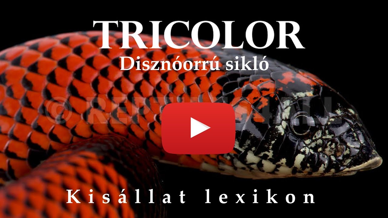A TRICOLOR DISZNÓORRÚ SIKLÓ (Xenodon pulcher) BEMUTATÁSA.