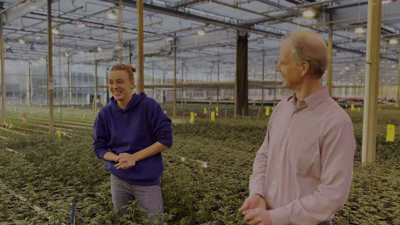 Green Juniors: Fenotyperen in Chrysant