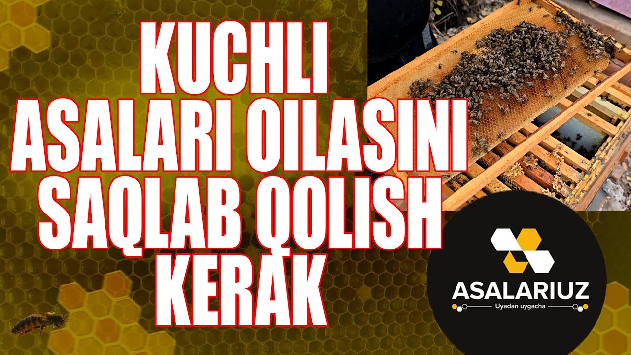 Kuchli asalari oilasini asrab qolish kerak!!!