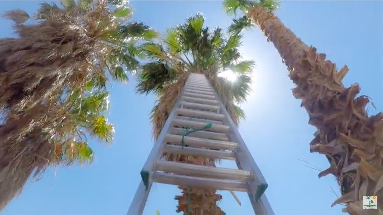 40ft extension ladder to trim overgrown palm trees/Amateur Tree Climber