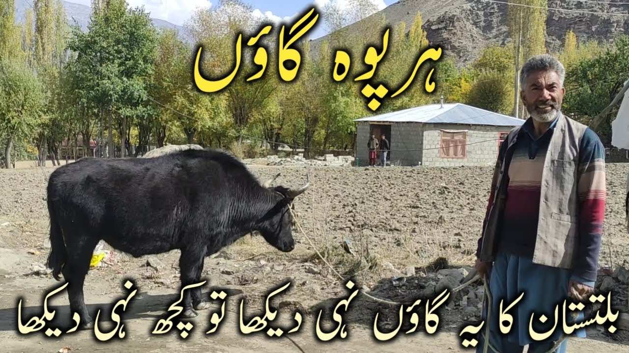 Harpoh Village Roundu Baltistan | Most Beautiful Autumn Village In Baltistan | Skardu Tour 2025